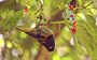 High as a hihi: Rare New Zealand birds trip out on unknown fungus