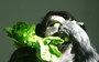 Chimp 'cooks' help researchers trace the origins of the kitchen