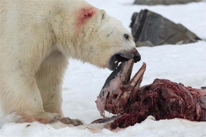 Polar Bear Eating Dolphin 1_2015_06_11