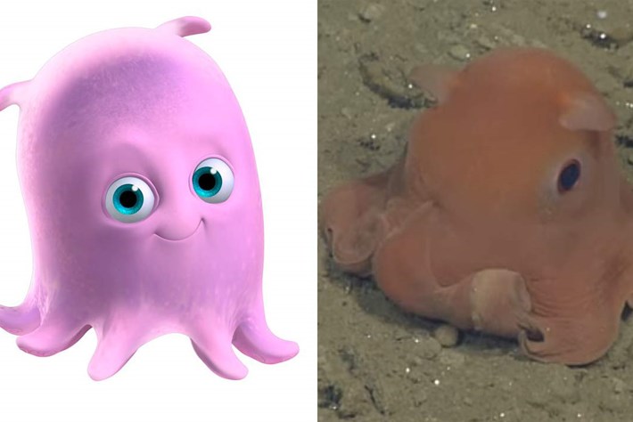 New deep-sea octopus looks just like 'Pearl' from Finding Nemo