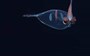 This deep-sea Taonius squid is judging your every move (Video)