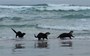 These otters splashing in the surf are just what you need to tide you over to Friday