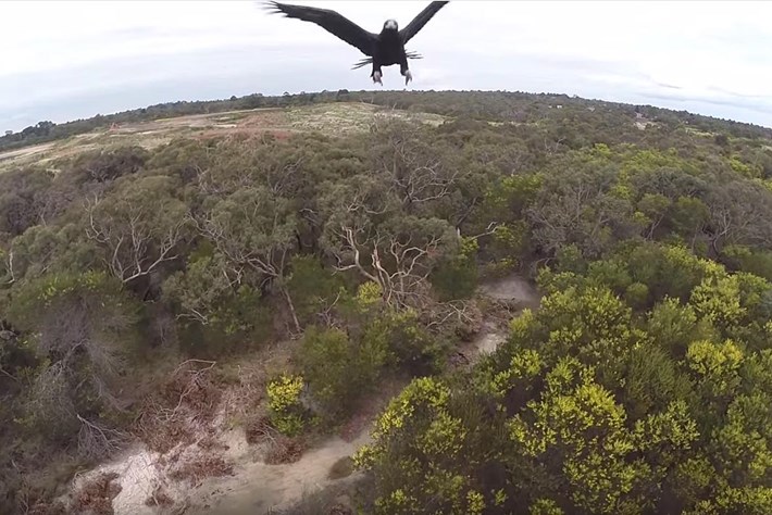 WATCH: Eagle swoops in to smash drone out of the sky