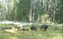 Wolves are back in California after nearly a century (and, yes, they're on Twitter already)