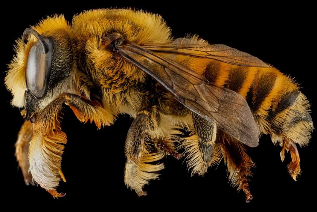 Megachile fortis