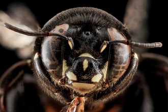 Centris haemorrhoidalis