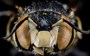 Anthidium maculifrons