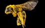 Halictus ligatus