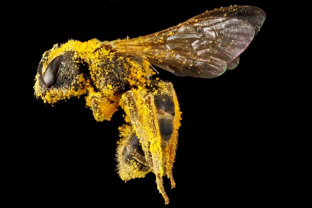 Halictus ligatus