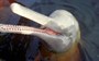 This ancient species discovery finally explains where river dolphins come from