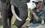 WATCH: 'Hangry' elephant swipes tourists from the dinner table with its trunk