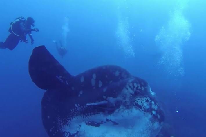 sunfish-header-2015-9-7