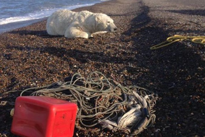 Polar -bear -rescue _2015_09_09