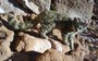 Gotcha! Elusive and rare Andean mountain cats snapped in new location