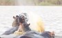 Shark swims into hippo horde, realises it’s made a horrible mistake