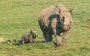 WATCH: Critically endangered black rhino calf born at UK wildlife park