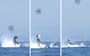 Watch: Orca flings harbour seal 80 feet into the air