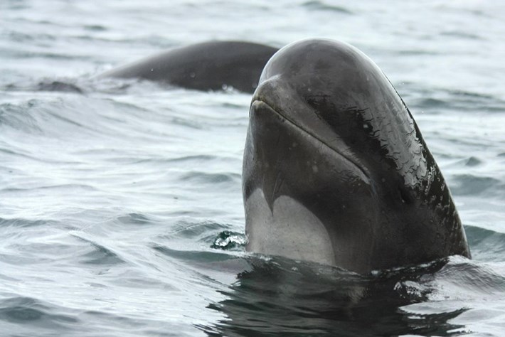 Pilot _whale_page_2015_11_20