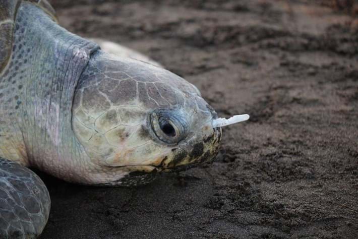 turtle-page-2015-12-8