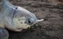 First a straw, now a fork. Turtles are choking on our plastic trash.
