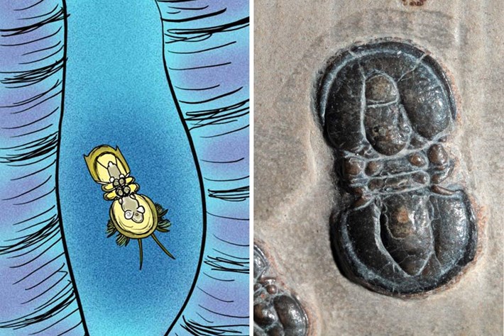trilobite-starwars-2015-12-15