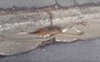 Just like you, this possum-eating python had a holiday food binge