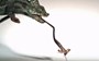 Tiny chameleon's tongue goes from zero to sixty in just a hundredth of a second