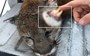 Did this mountain lion really have a 'parasitic twin'? (PHOTOS)