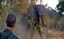 Watch: Here's what to do when an elephant charges