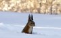 This red squirrel is the master of snow diving (Video)