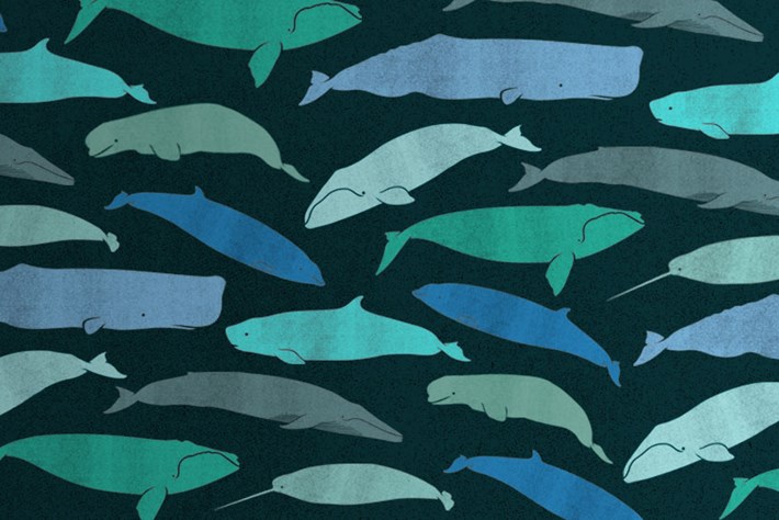 Whale _quiz _header _2016_02_12