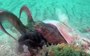 This crazy octopus ambush is the ultimate 'didn’t see that one coming'