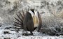 Why the bird with the coolest swagger is disappearing from Canada