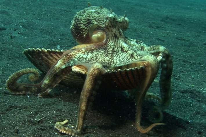 2014-03-27-Cleptopus Videothumb
