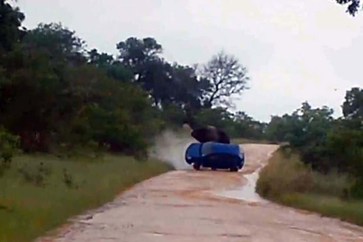 Kruger Elephant Attack