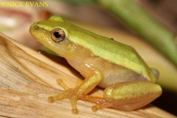 Pickersgills Reed Frog 2