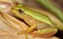 Desperately seeking: Rare and endangered frog looking for habitat