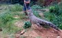 Crocodile Attacks Croc Farm Owner