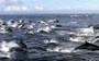 Watch a dolphin superpod flee from an orca ambush