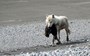 Where land meets sea, Alaska's wolves sometimes eat otters