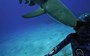 Watch: Shark headbutts diver in unexpected collision