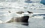 Why are humpbacks risking their lives to save seals from killer whales?