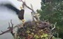 In the blink of an eye: Bald eagle raids an osprey nest