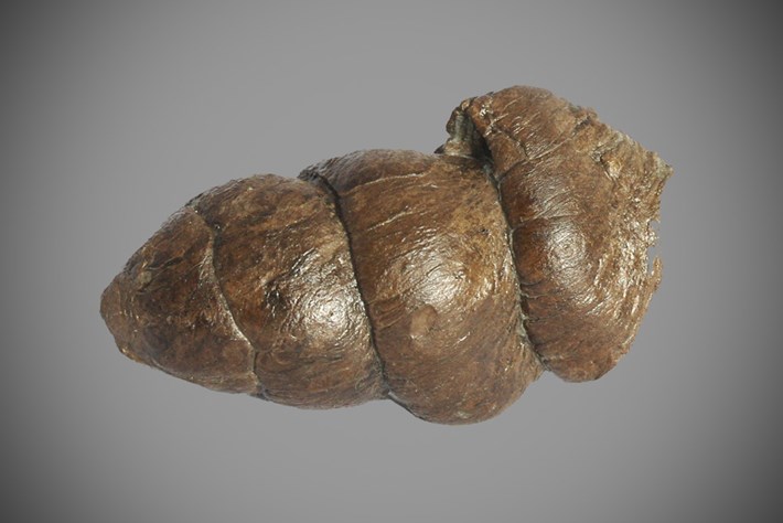poo-Coprolite4-2016-8-9