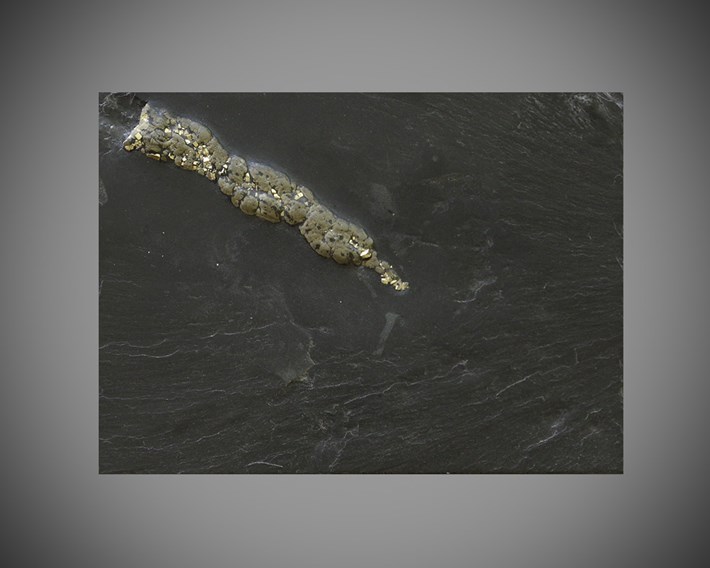 poo-Coprolite6-2016-8-9