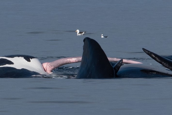 Right whale sex involves one-tonne testicles and a 4-metre penis (NSFW?)