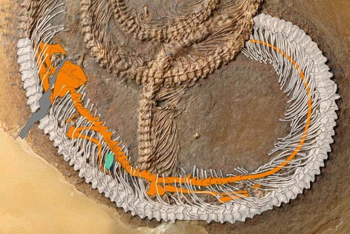 Snake Lizard Insect Fossil 2016 09 11