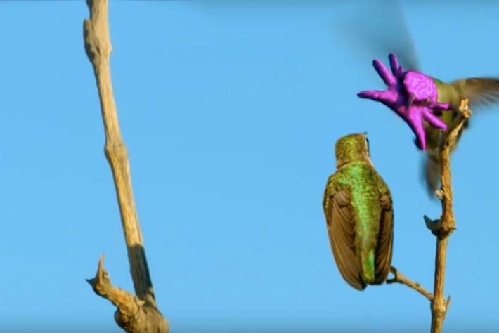 No CGI here: The Costa's hummingbird woos mates with this freaky face