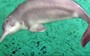 Despite rumours of a sighting, the Yangtze River dolphin is still extinct