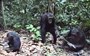 Watch these young chimpanzees learn tool tricks from mom